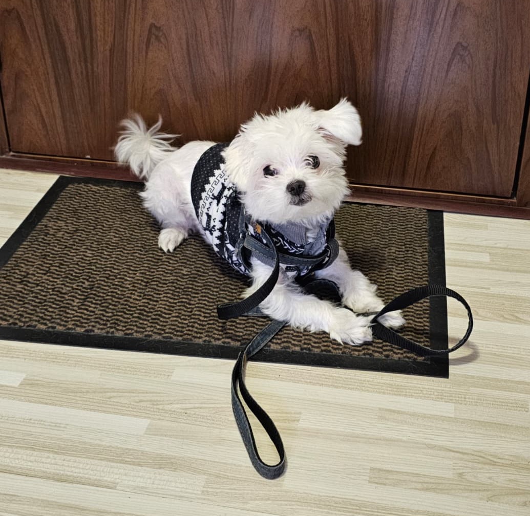 Tobi, un cățel alintat, l-am avut în grijă de mai multe ori de-a lungul timpului. Mereu o plăcere să ne reîntâlnim !